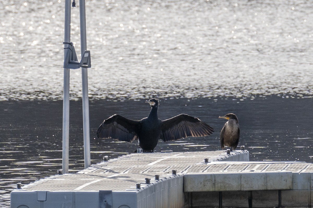 Cormorán Grande - ML614549528