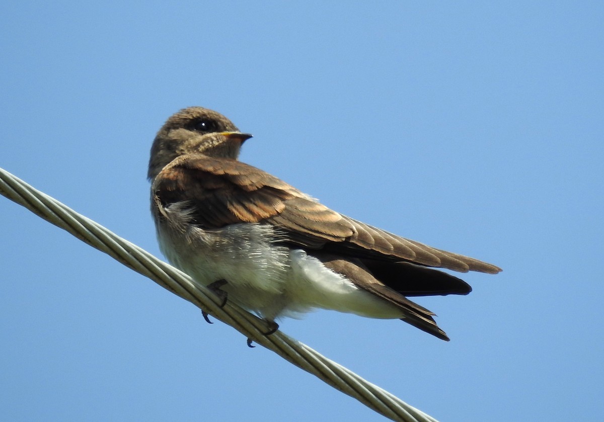 Northern Rough-winged Swallow - ML614549553