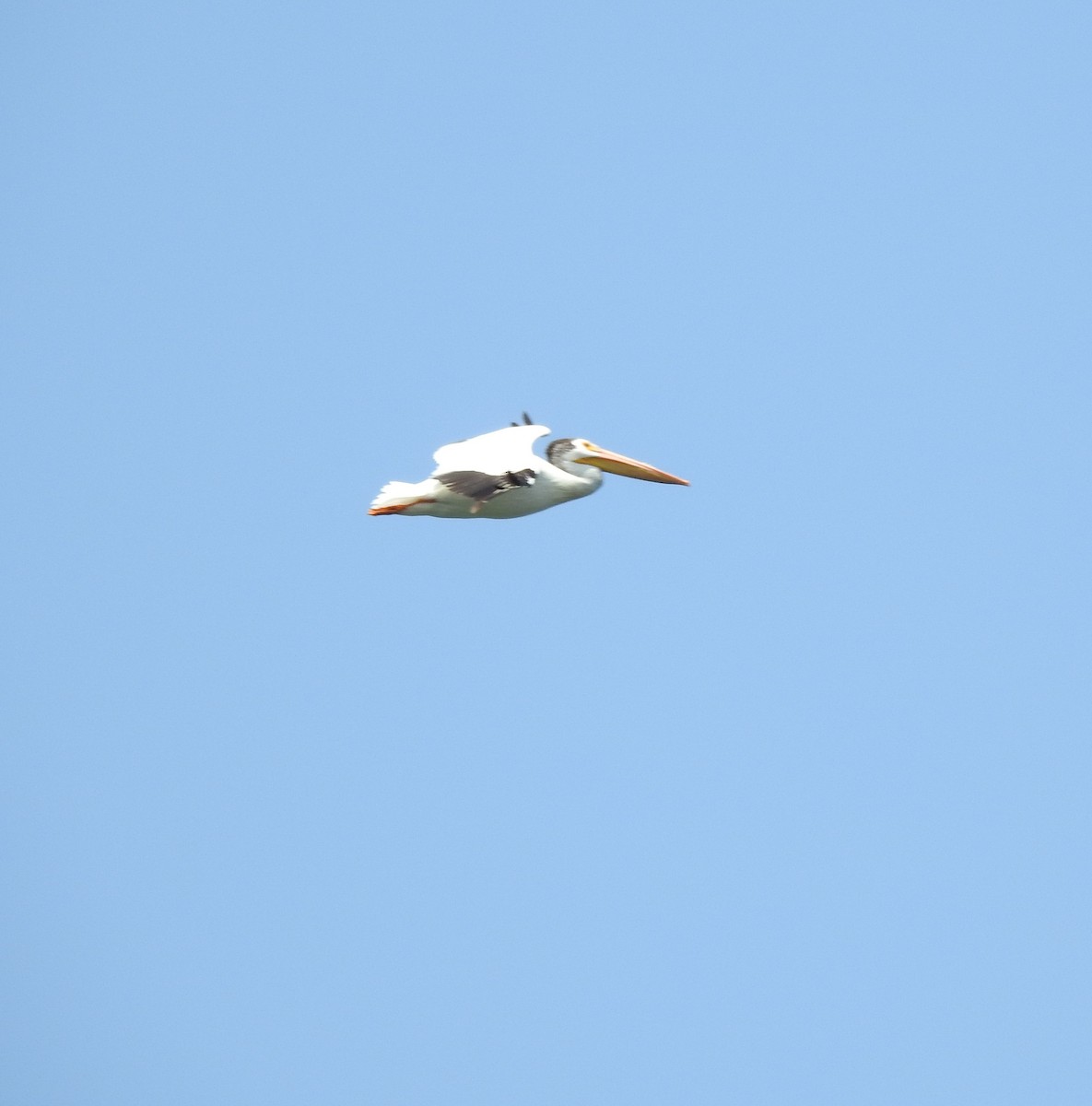 American White Pelican - ML614549555