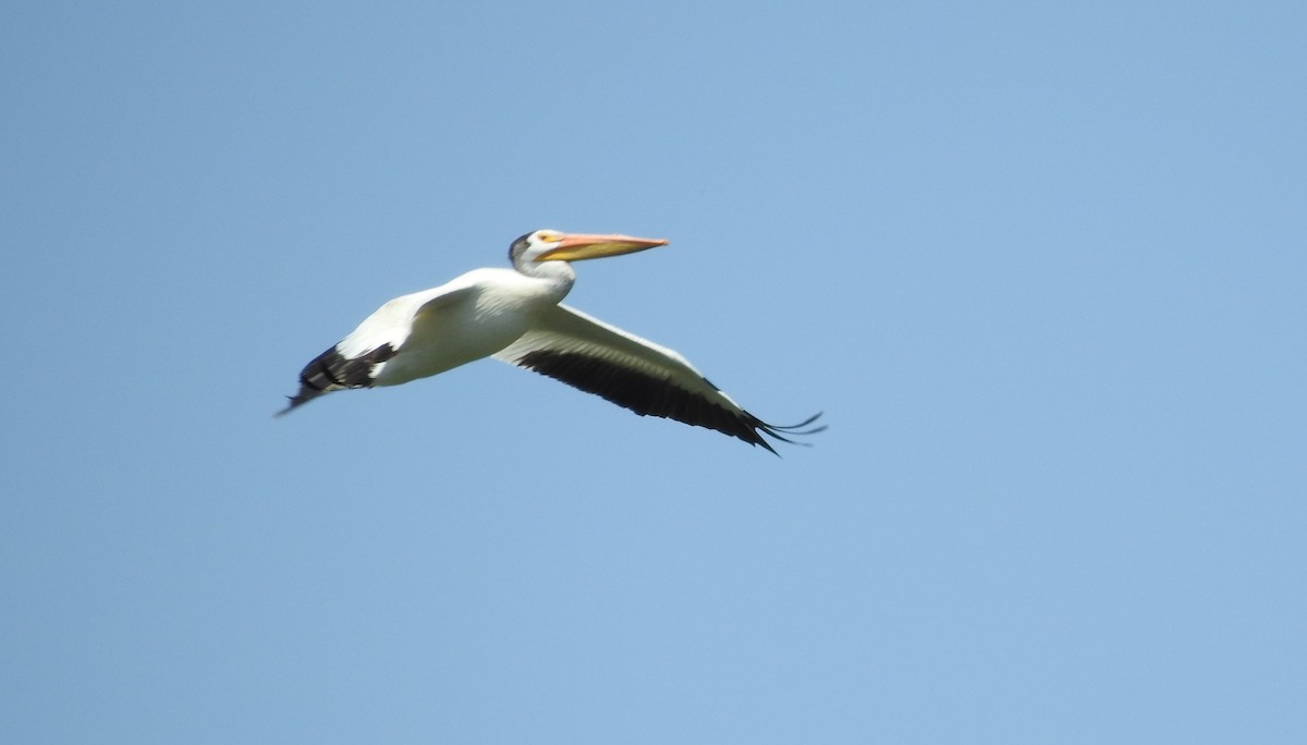 American White Pelican - ML614549556