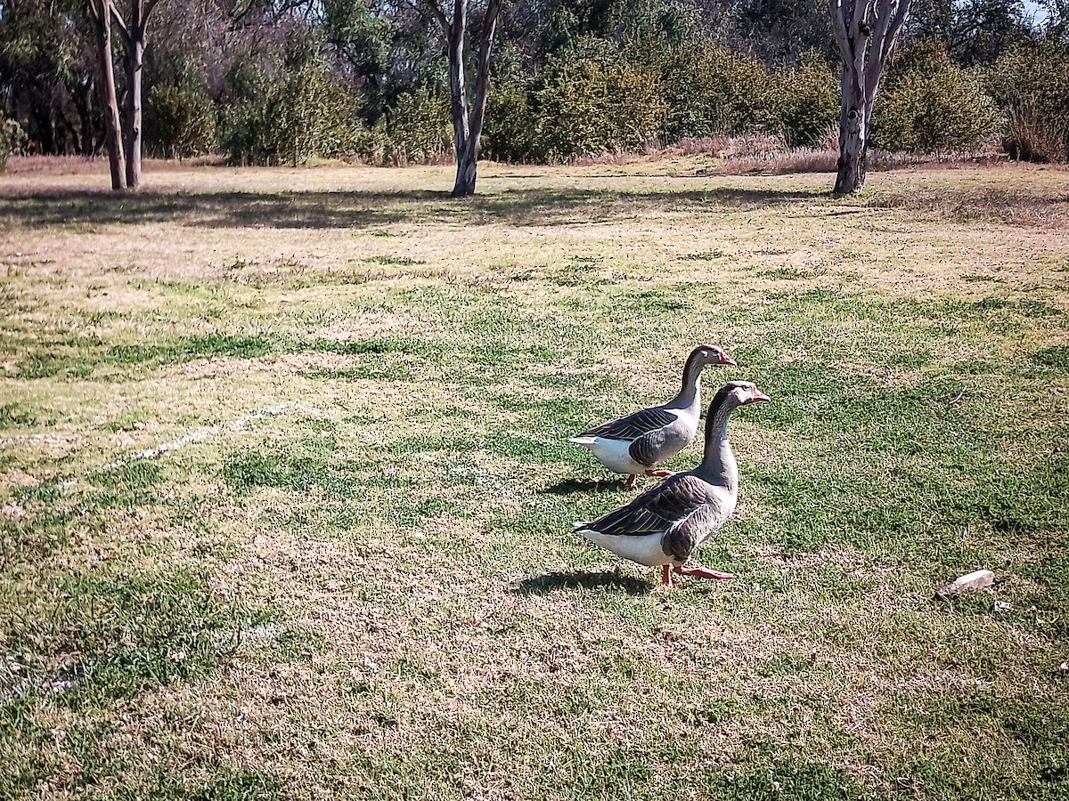 Graylag Goose (Domestic type) - ML614549614