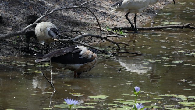 Magpie Goose - ML614549663