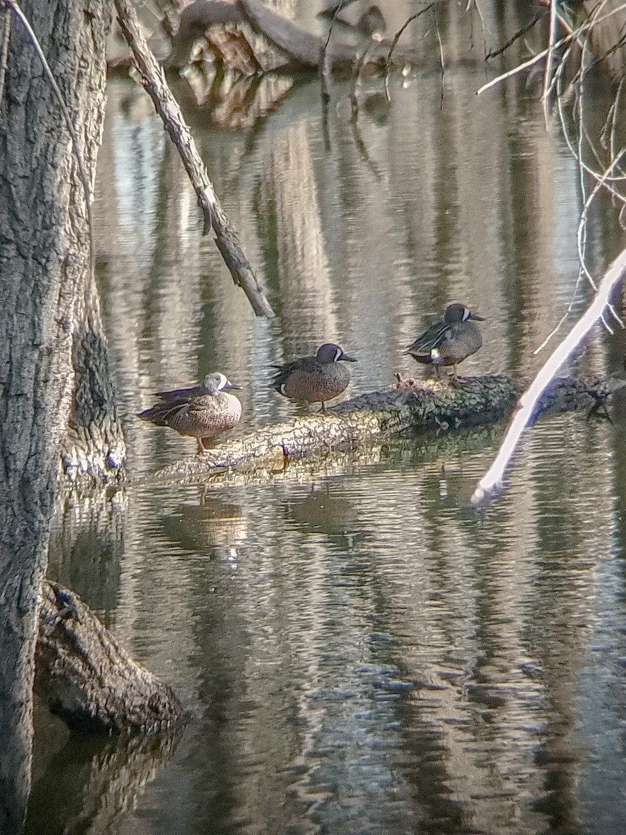 Blue-winged Teal - ML614549680