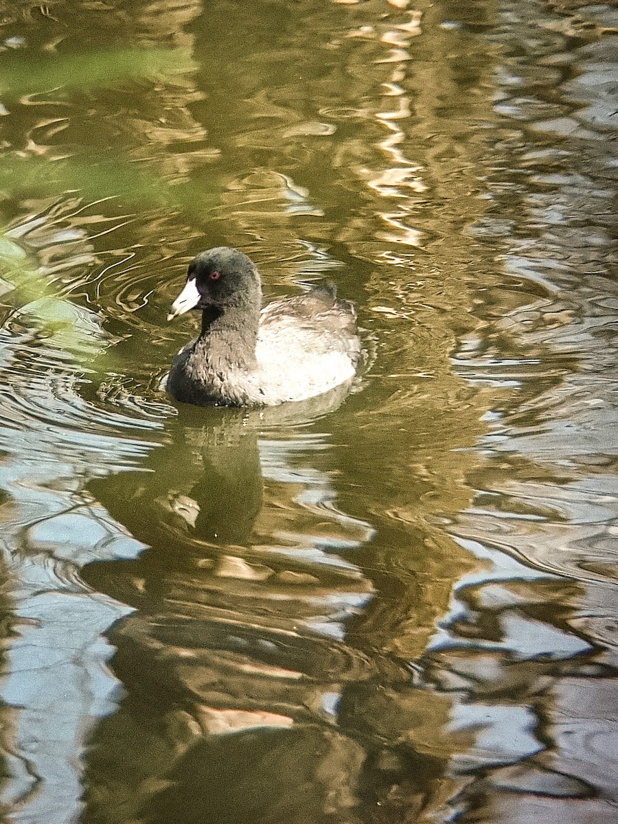 American Coot - Jorge Guerra