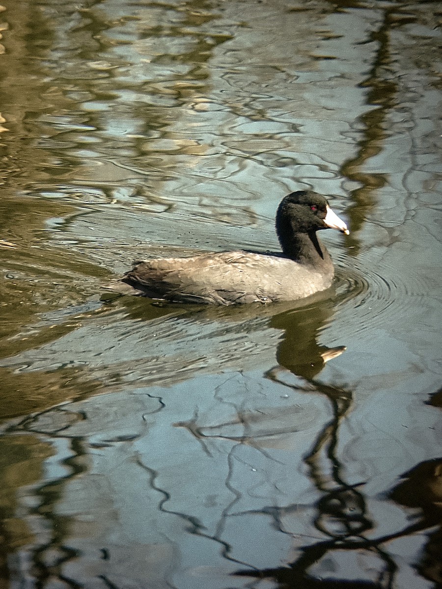 American Coot - Jorge Guerra