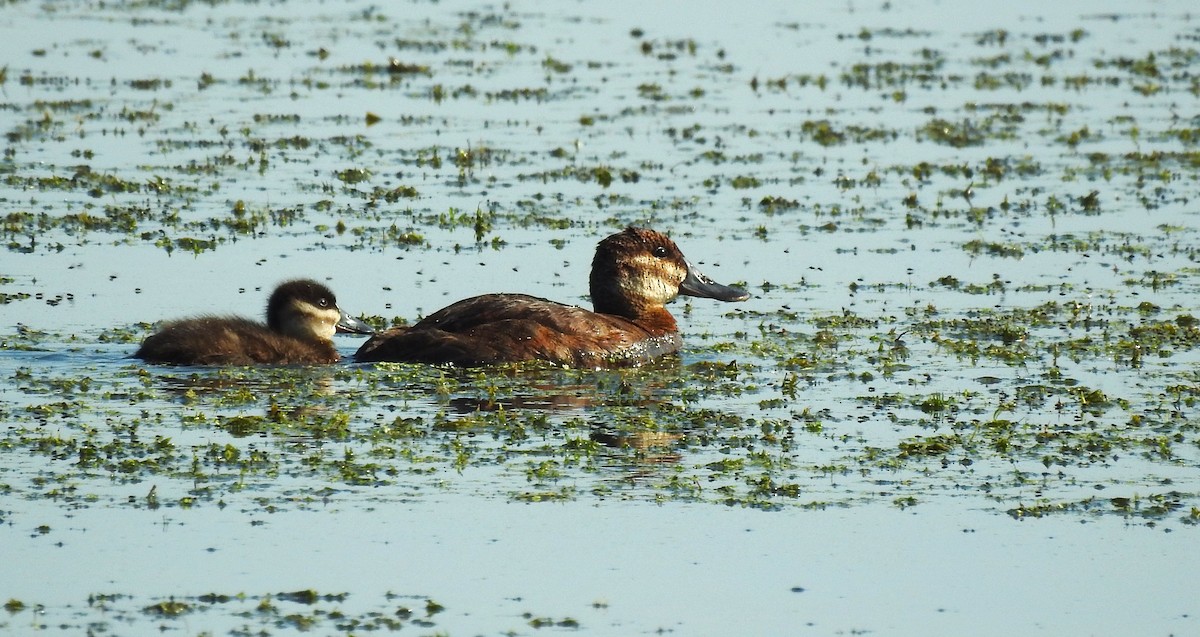 Ruddy Duck - Sue Ascher