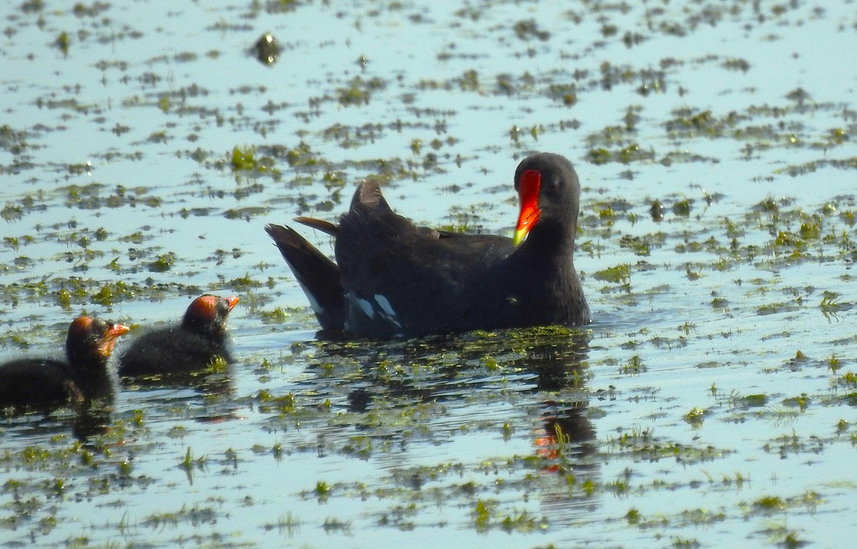 Common Gallinule - Sue Ascher