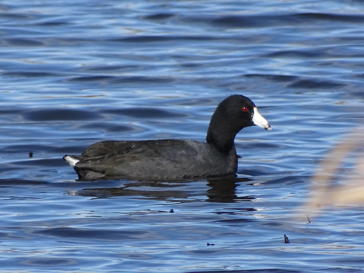 American Coot - ML614549928