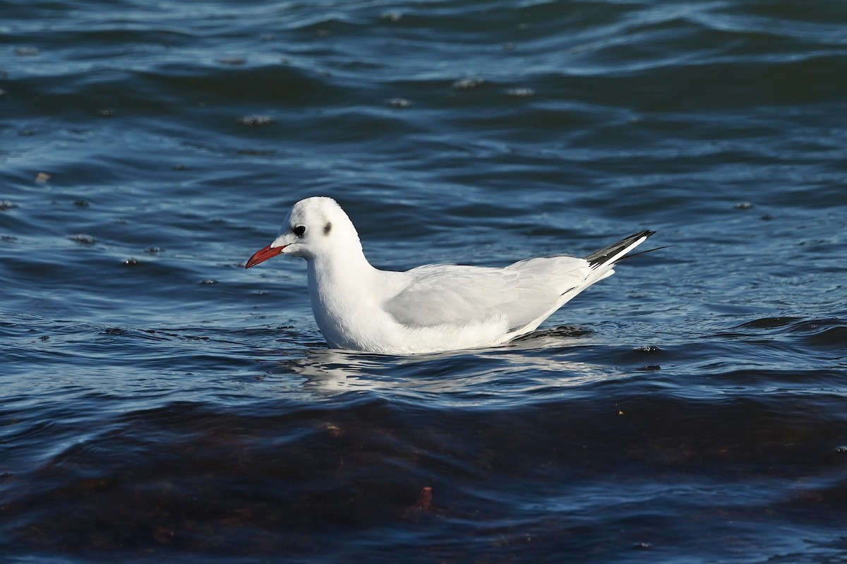 Black-headed Gull - Dan O'Brien