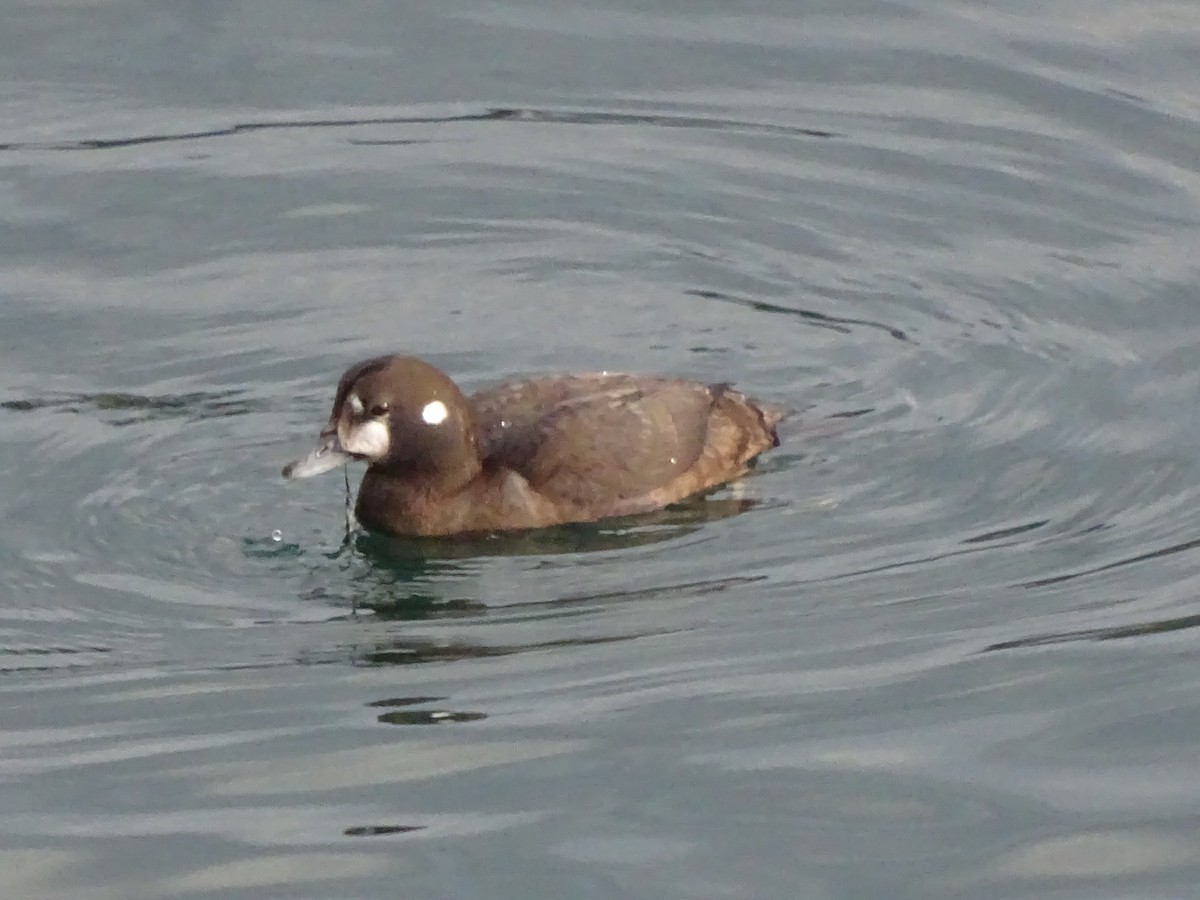 Pato Arlequín - ML614549982