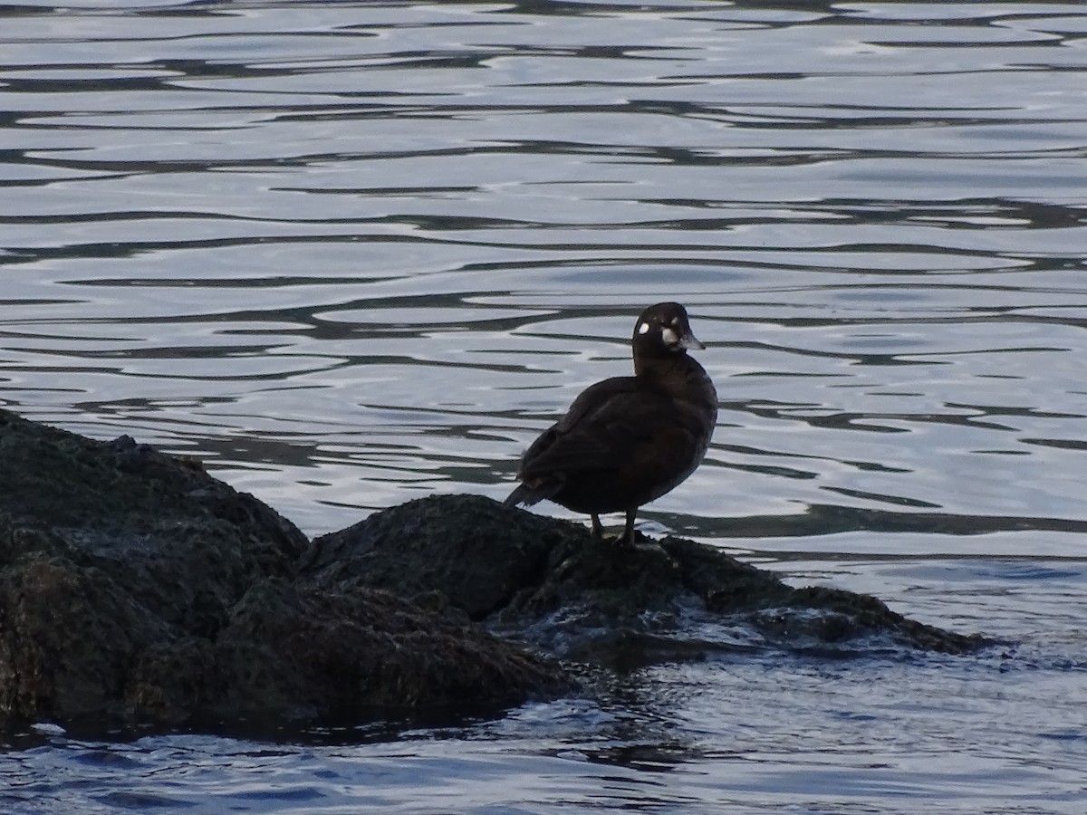 Harlequin Duck - ML614549984