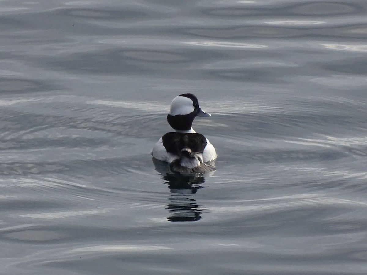 Bufflehead - ML614549993