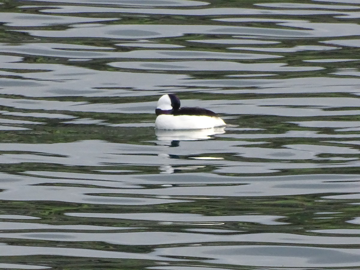 Bufflehead - ML614549994