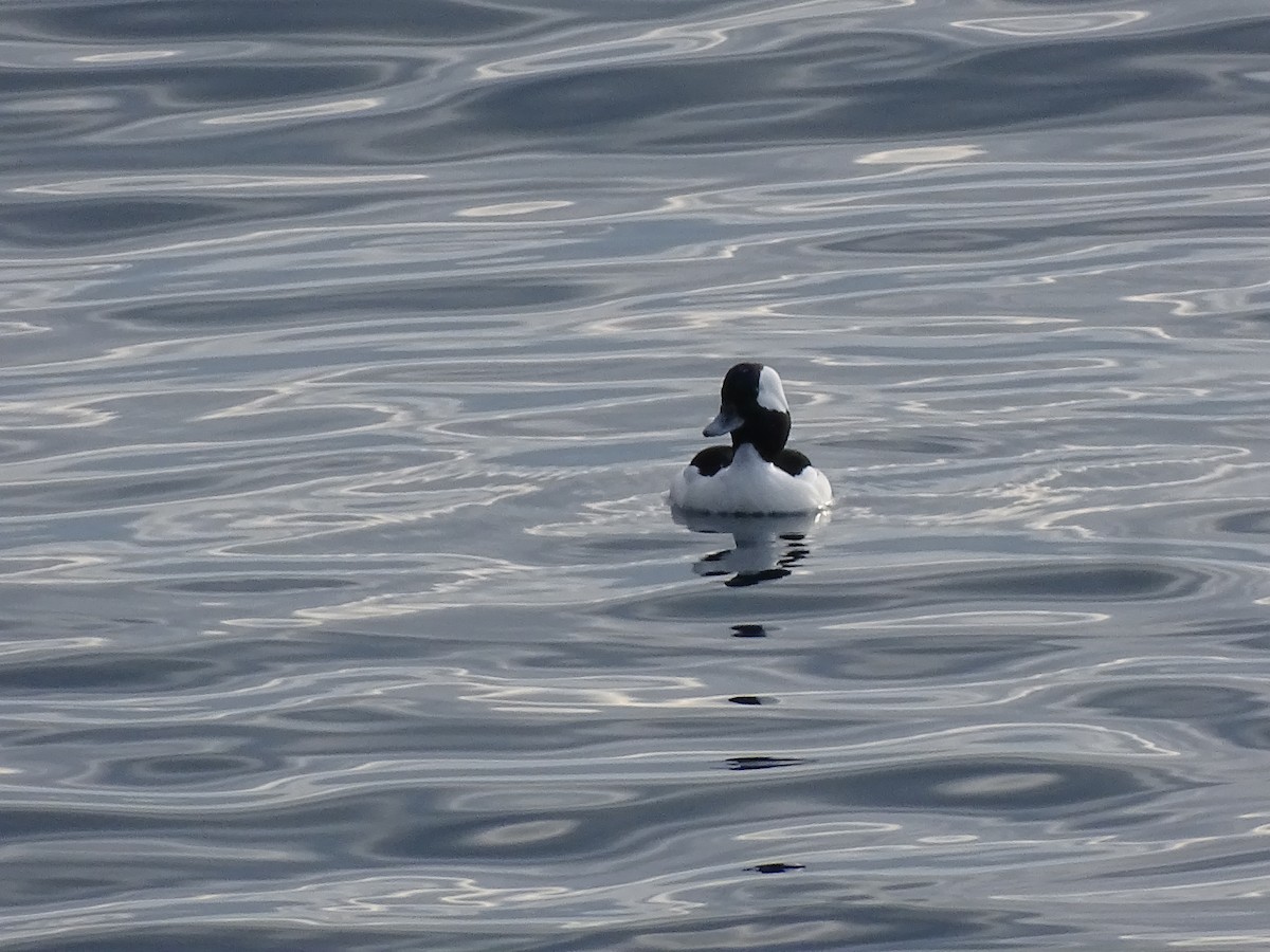 Bufflehead - ML614549995