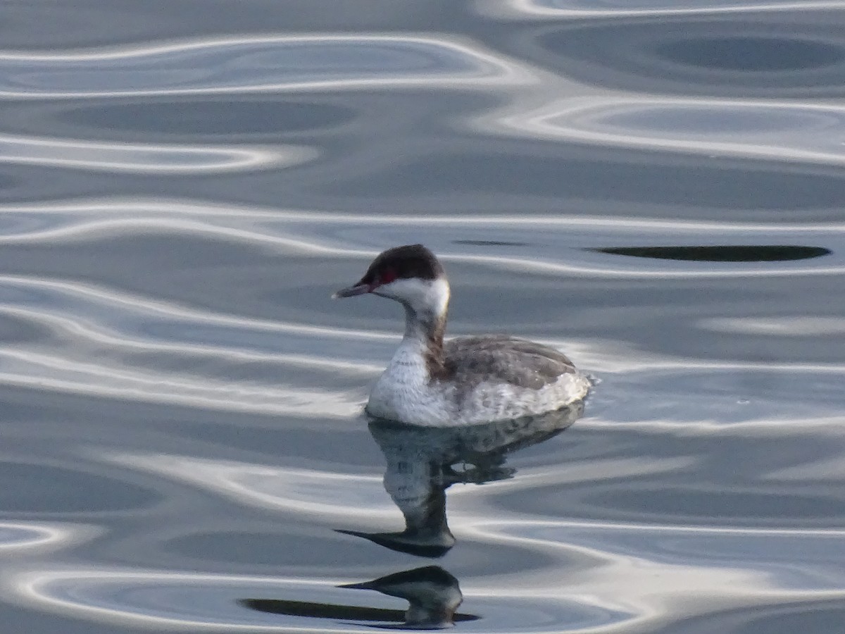 Horned Grebe - ML614550003