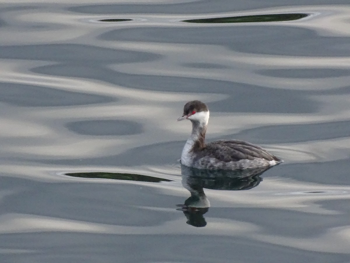 Horned Grebe - ML614550004