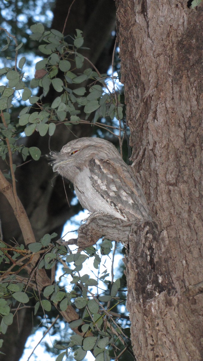 Tawny Frogmouth - ML614550020