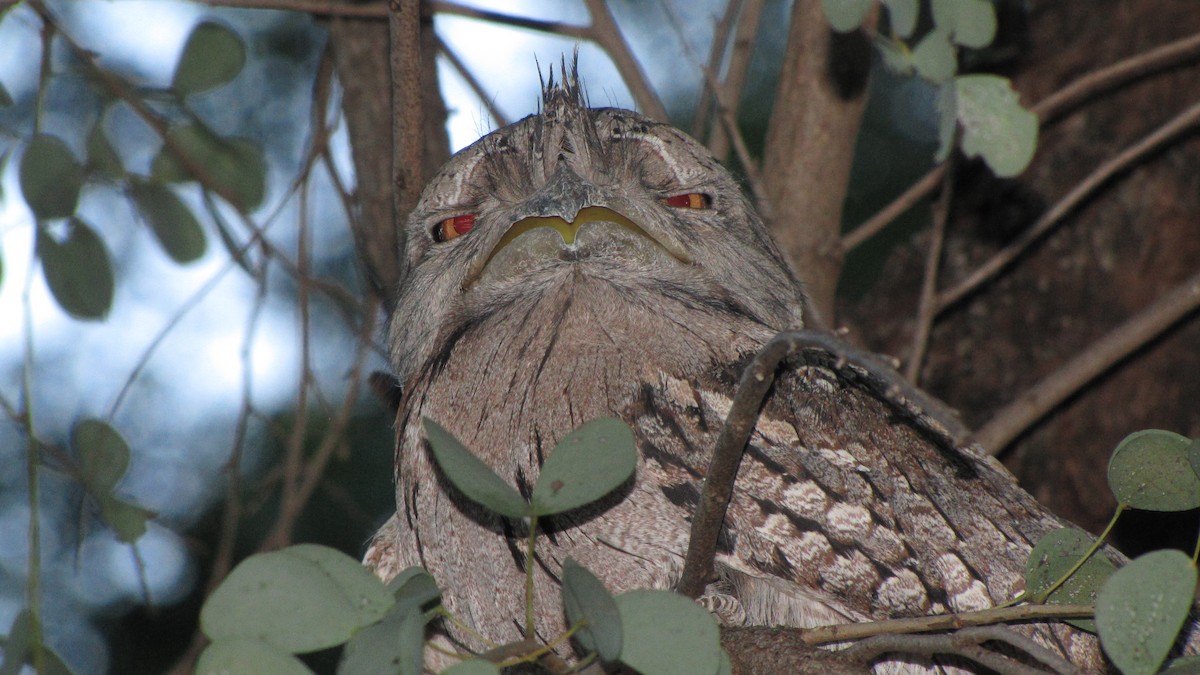 Tawny Frogmouth - ML614550021