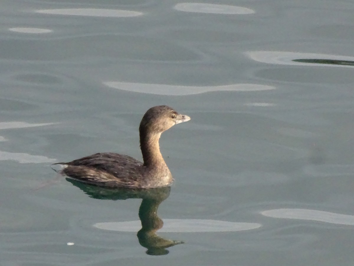 Pied-billed Grebe - Amelia Preston