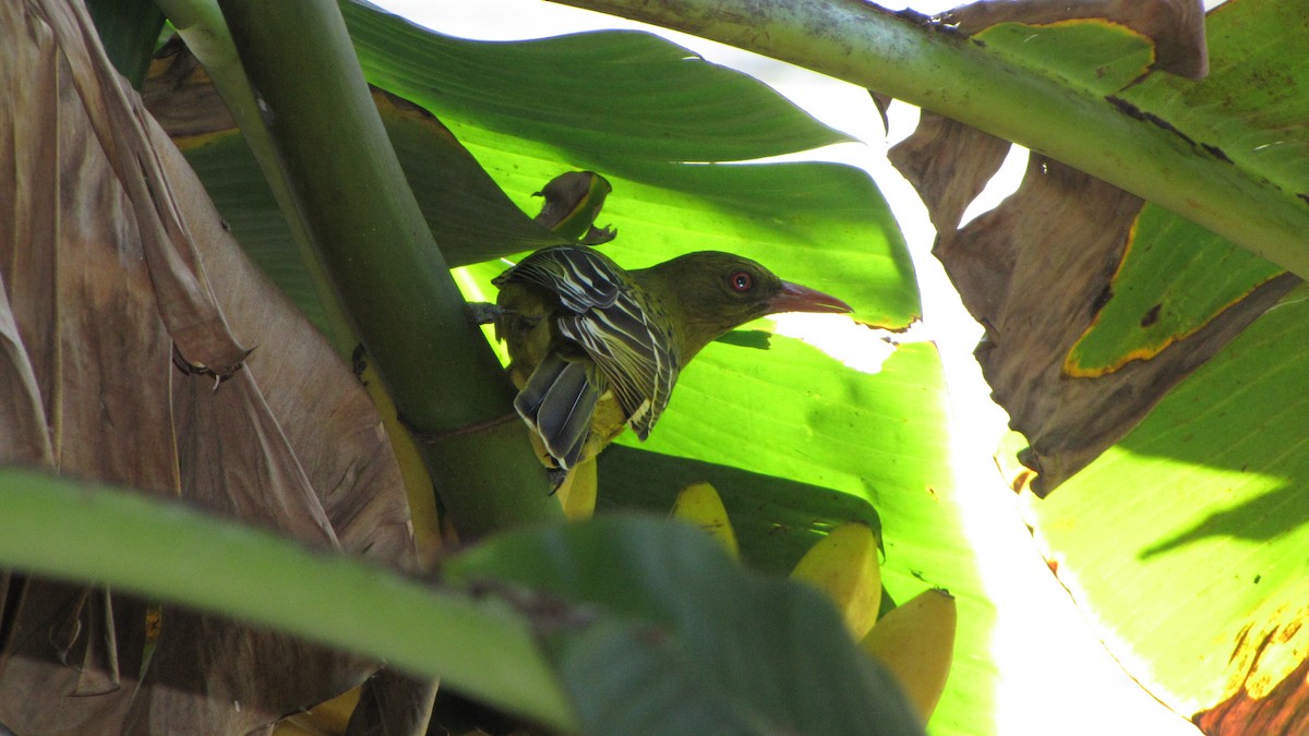 Green Oriole - Joy Tansey