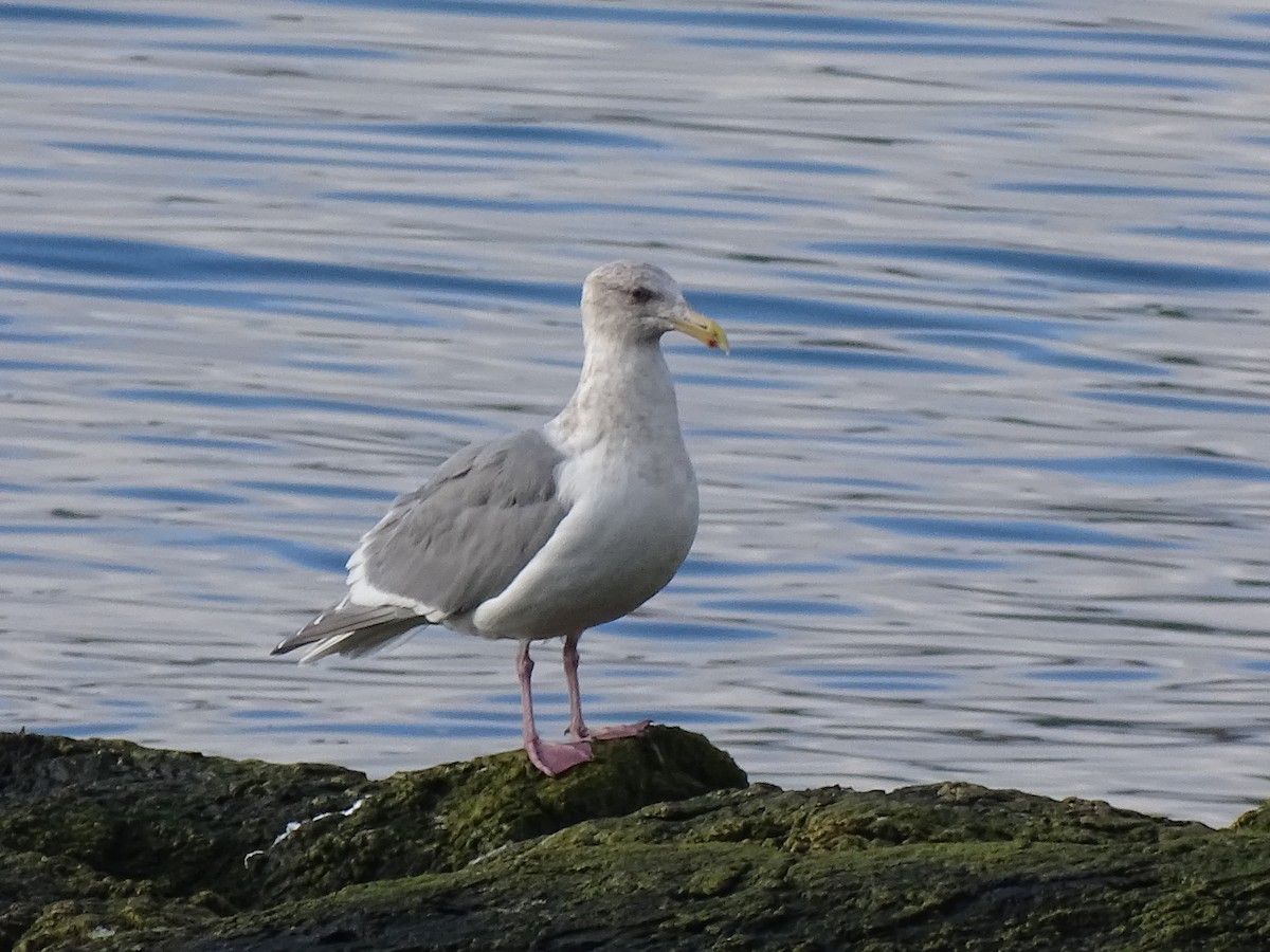 Glaucous-winged Gull - ML614550039