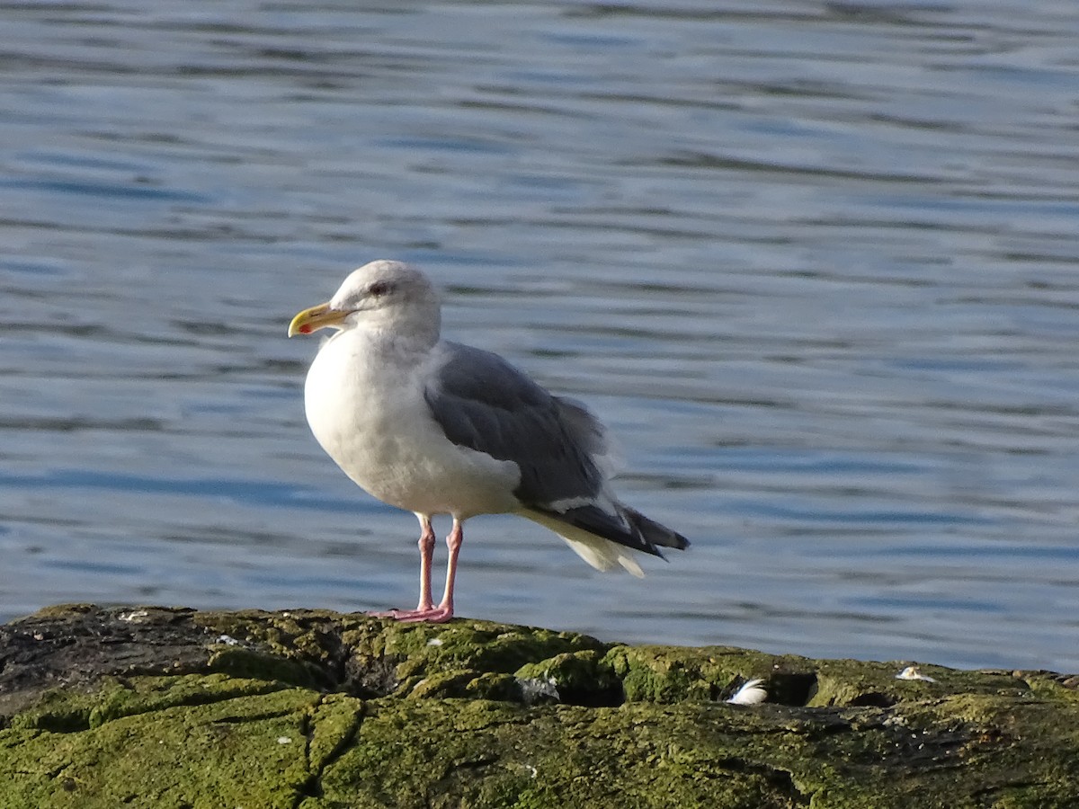 Glaucous-winged Gull - Amelia Preston