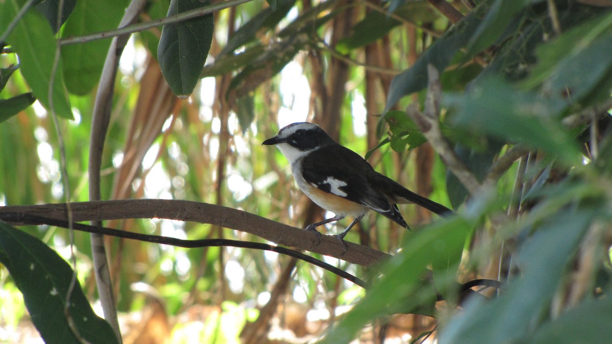 Buff-sided Robin - ML614550062