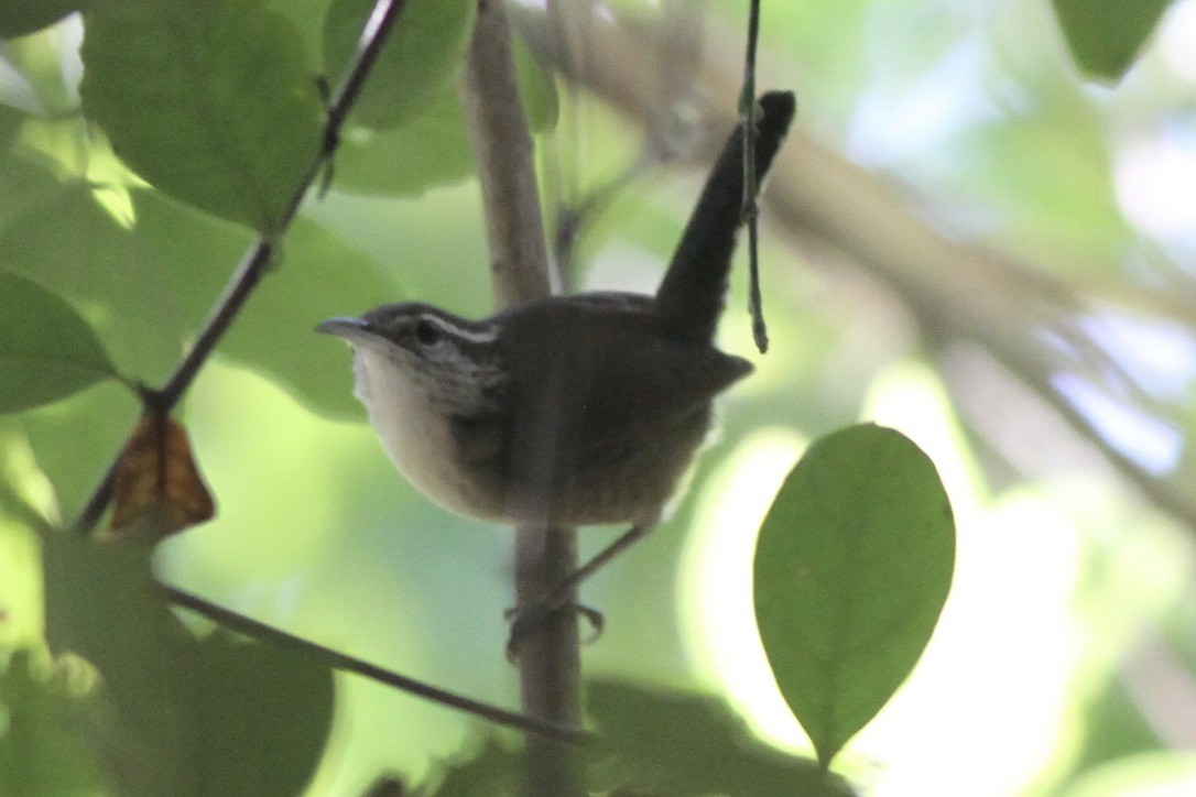 Carolina Wren (White-browed) - ML614550155