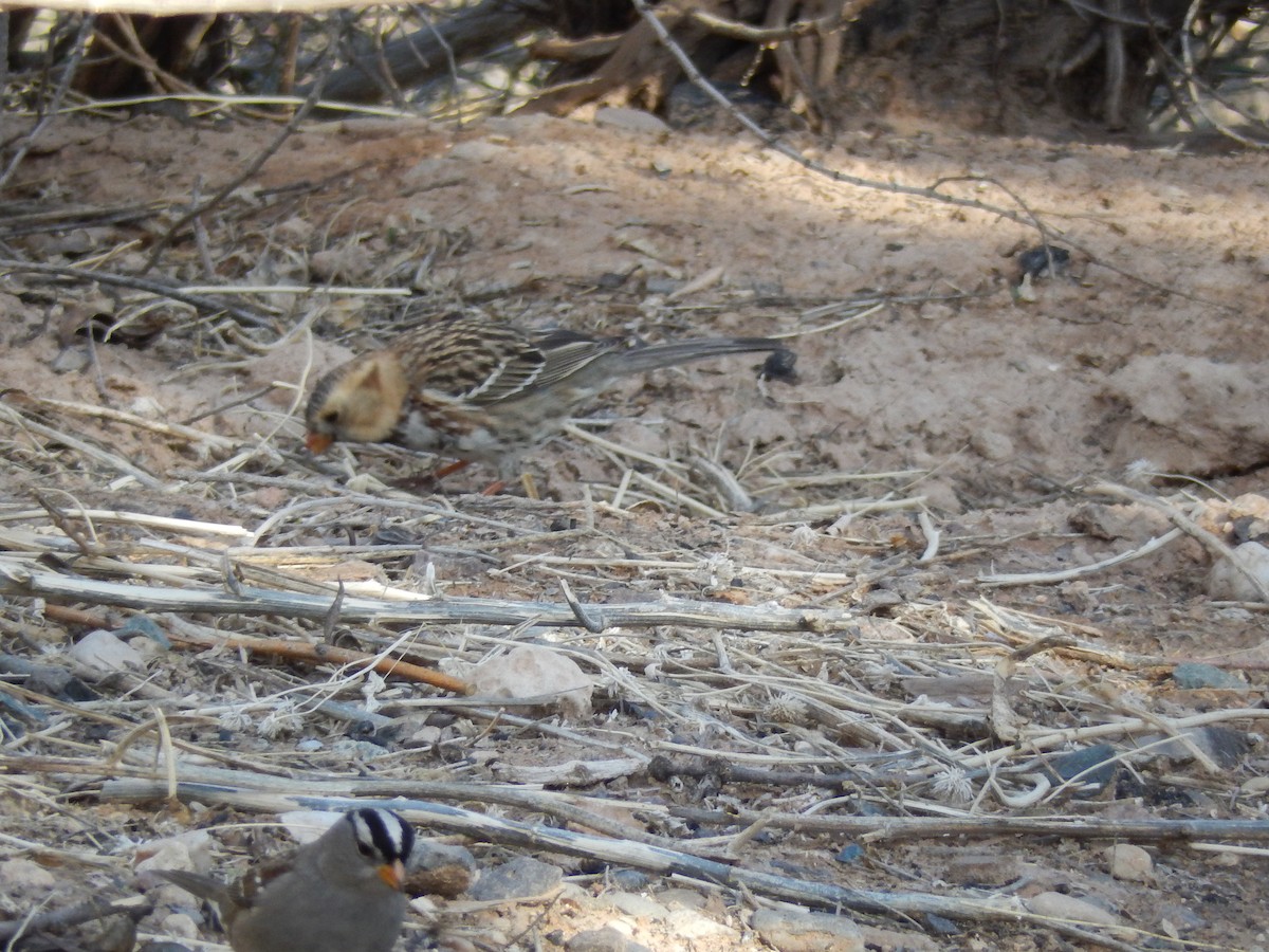 Harris's Sparrow - Melody Asher