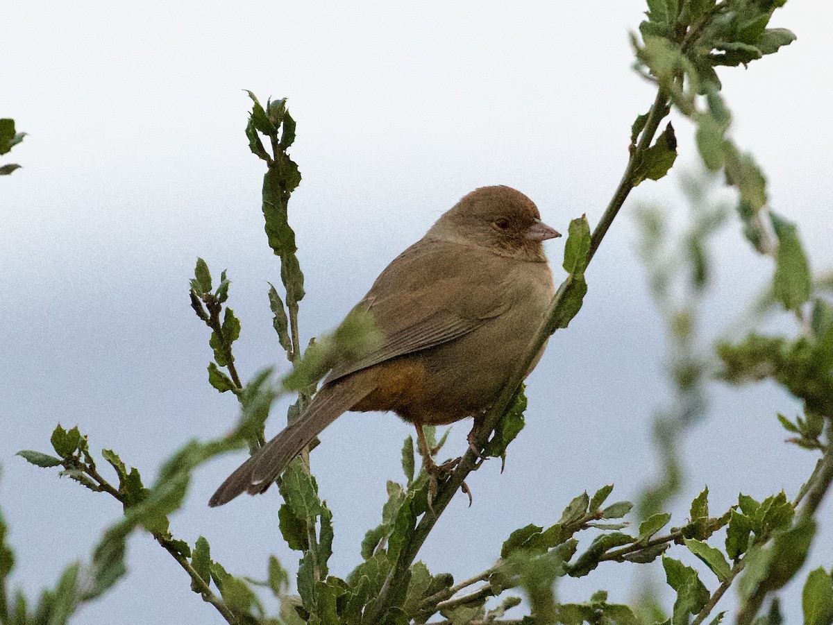 California Towhee - ML614550251