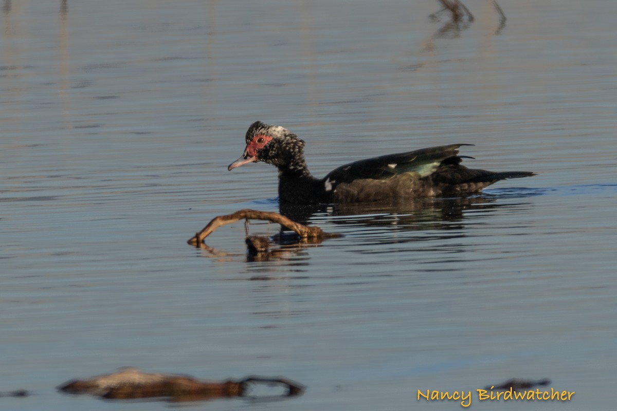 Muscovy Duck (Domestic type) - ML614550292