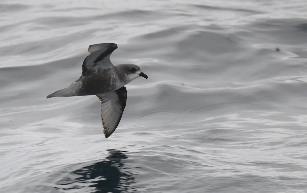 Mottled Petrel - ML614550298