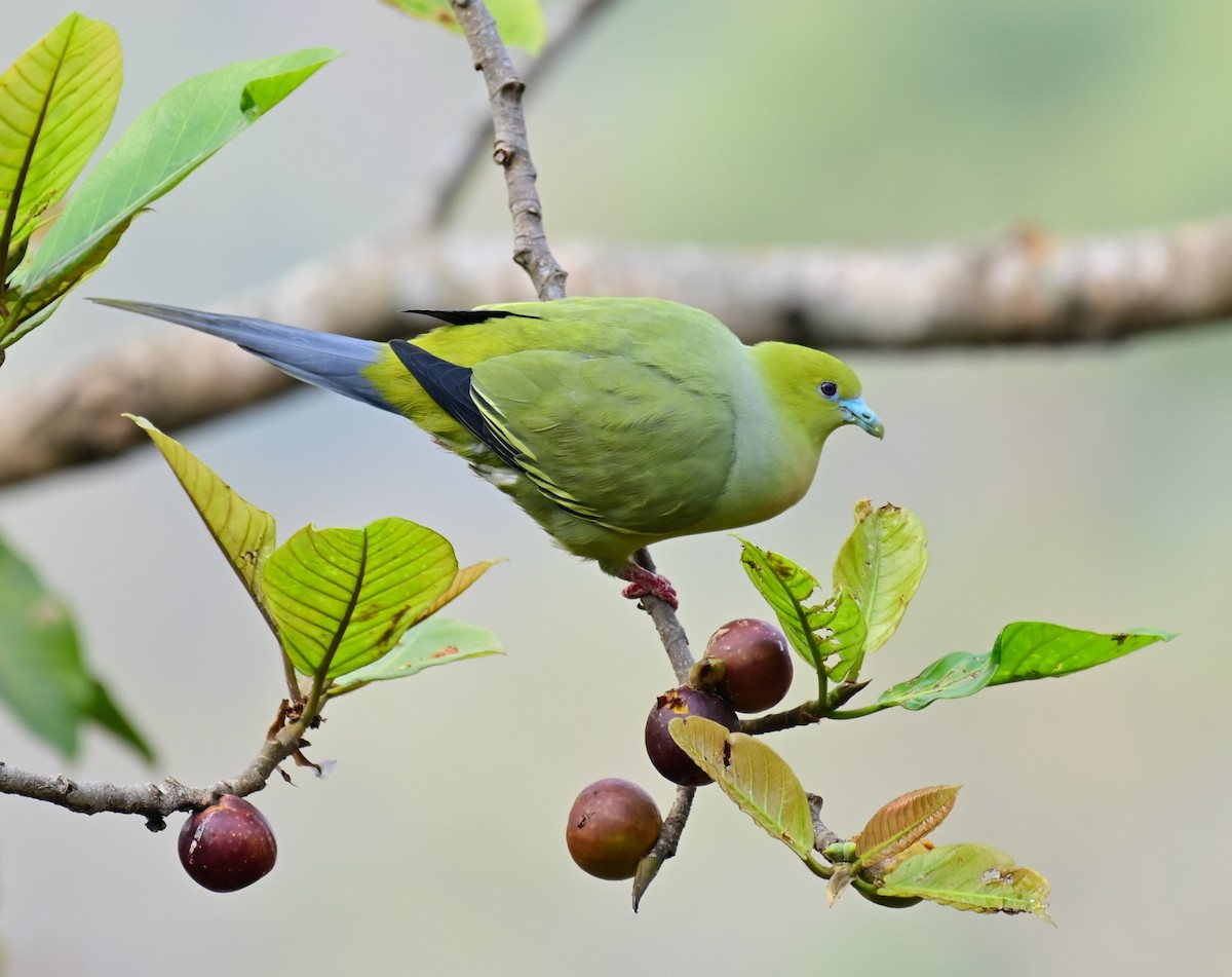 Pin-tailed Green-Pigeon - ML614550366