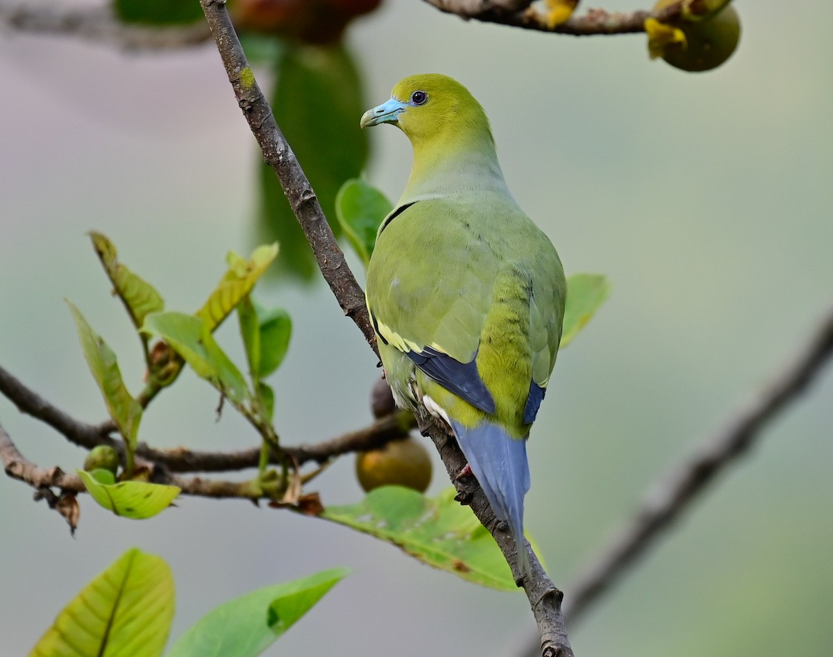 Pin-tailed Green-Pigeon - ML614550371