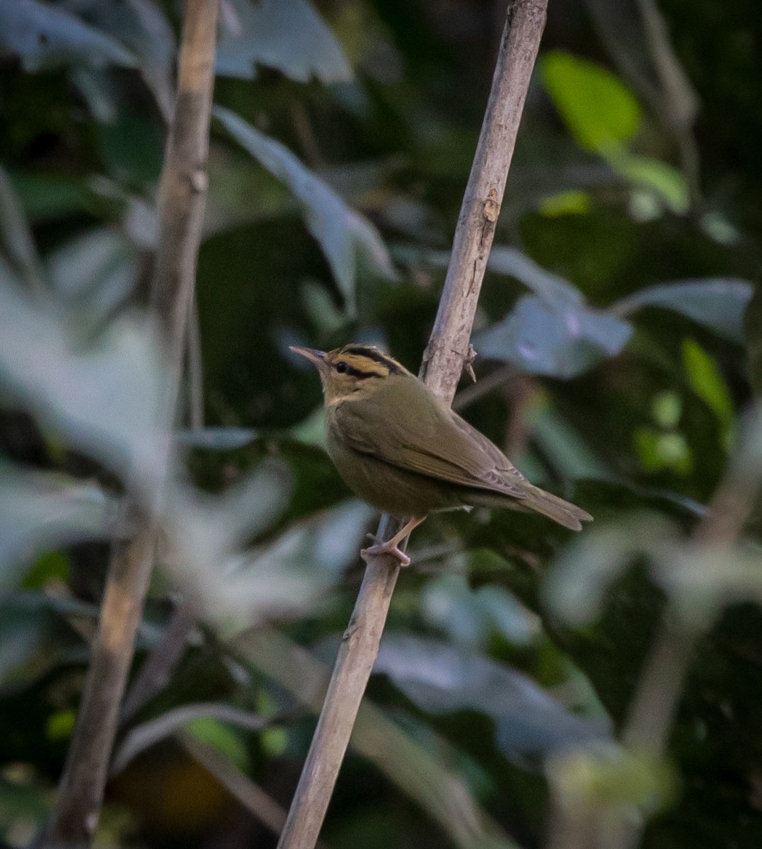Worm-eating Warbler - ML614550412