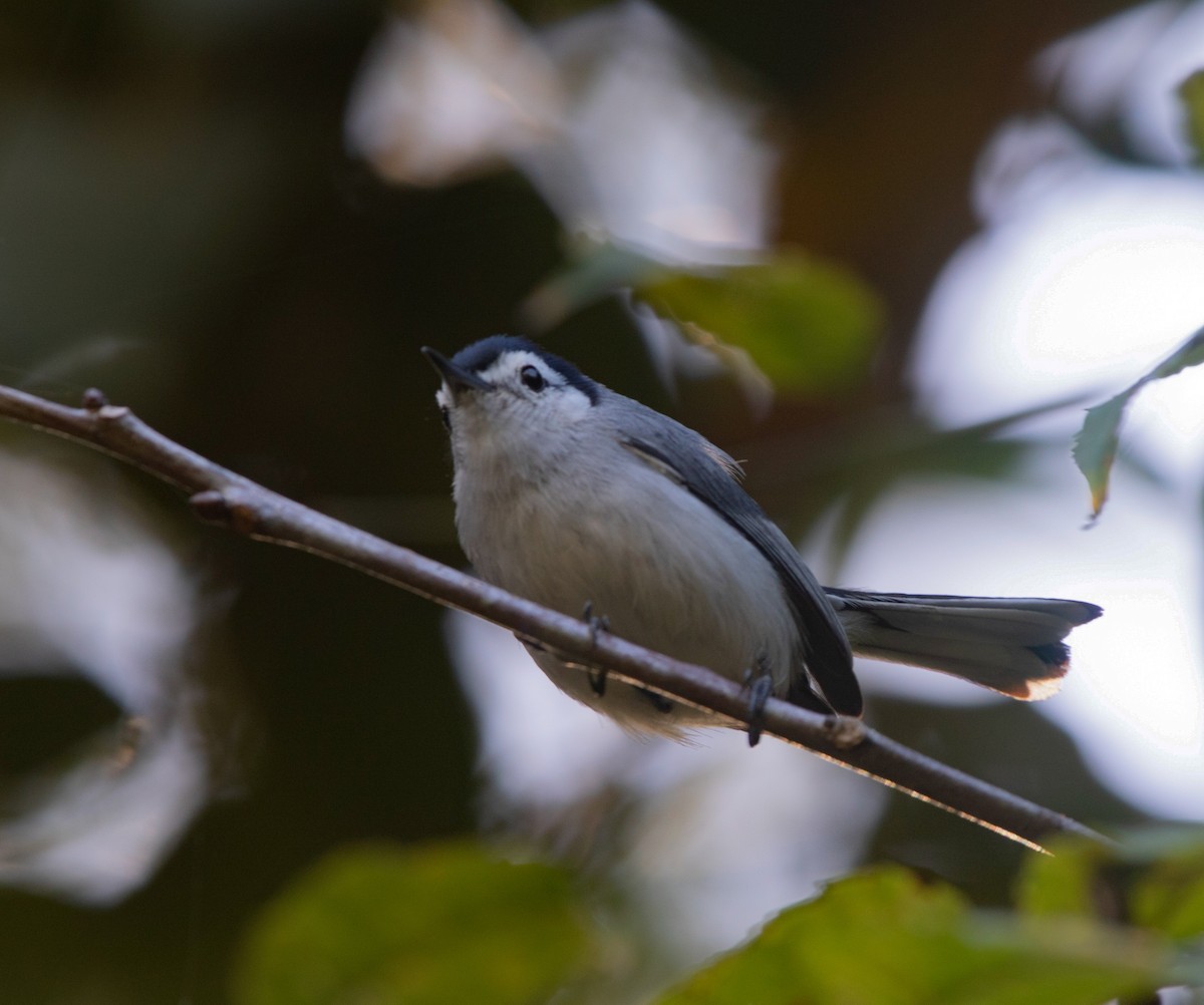 White-browed Gnatcatcher - ML614550414