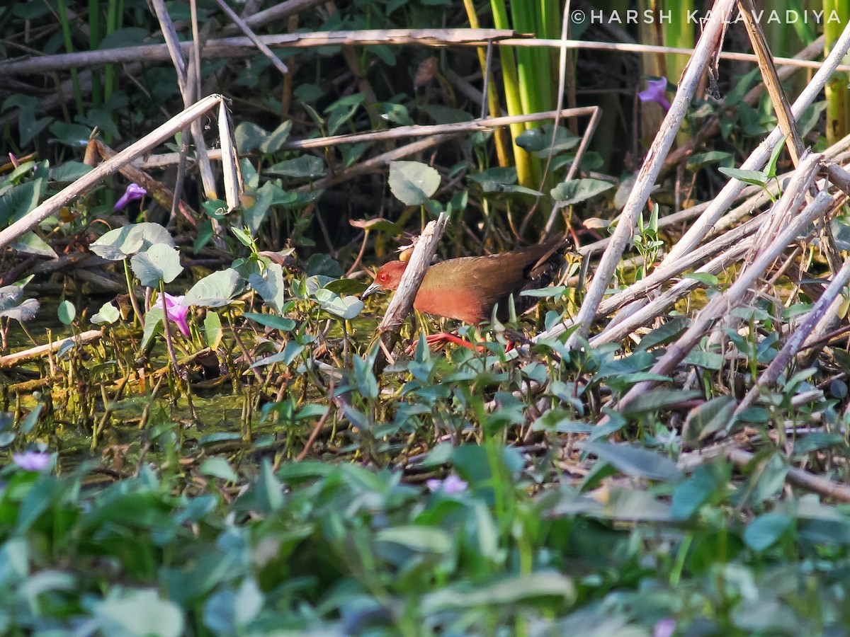 Ruddy-breasted Crake - ML614550427