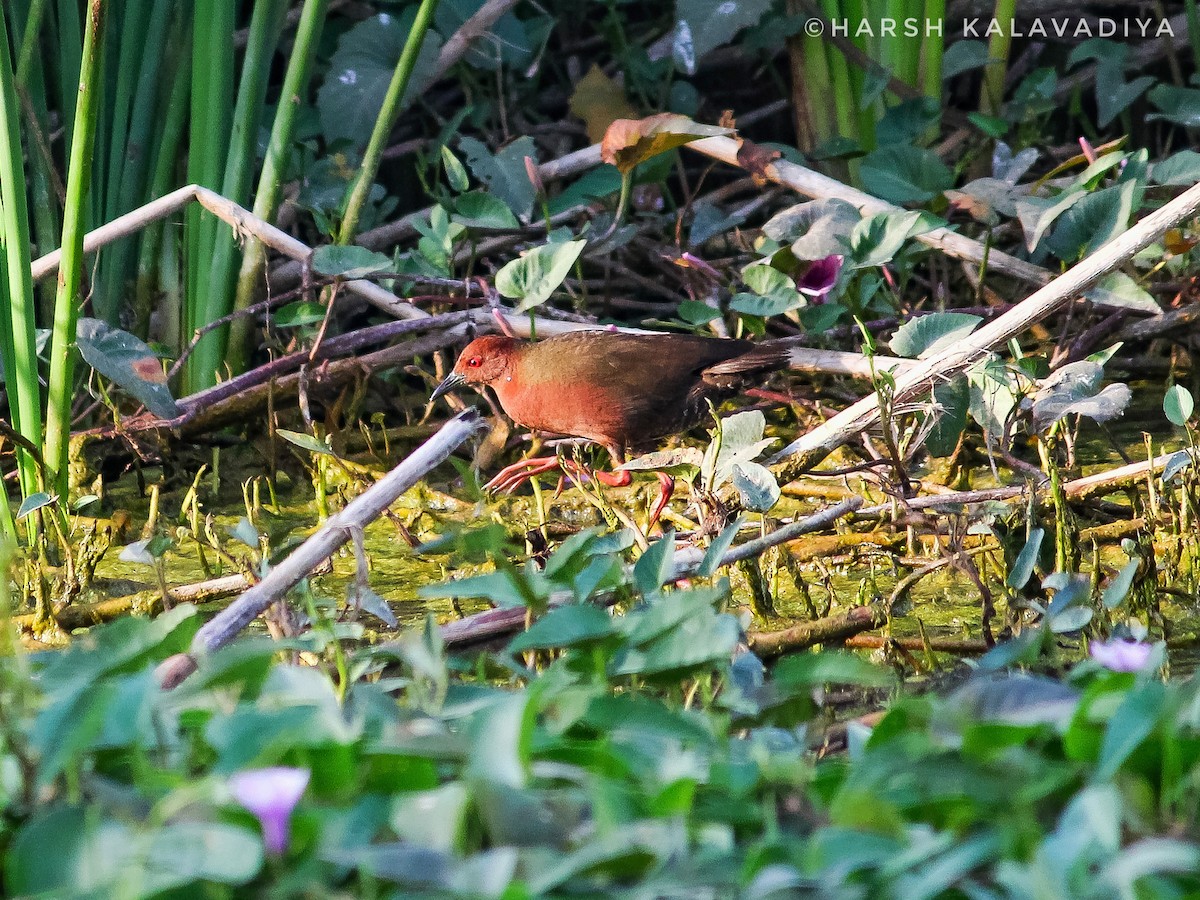 Ruddy-breasted Crake - ML614550428