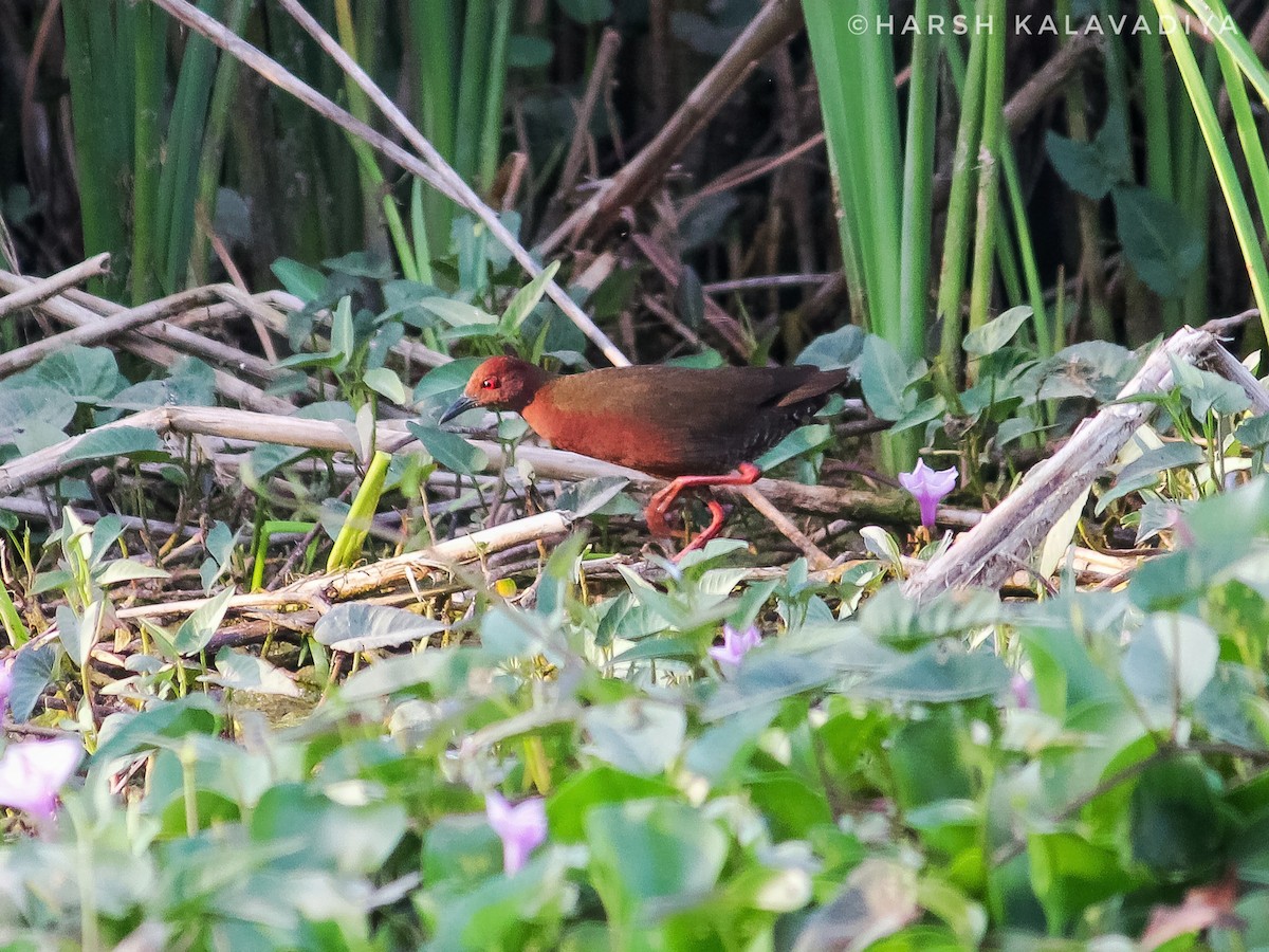 Ruddy-breasted Crake - ML614550430