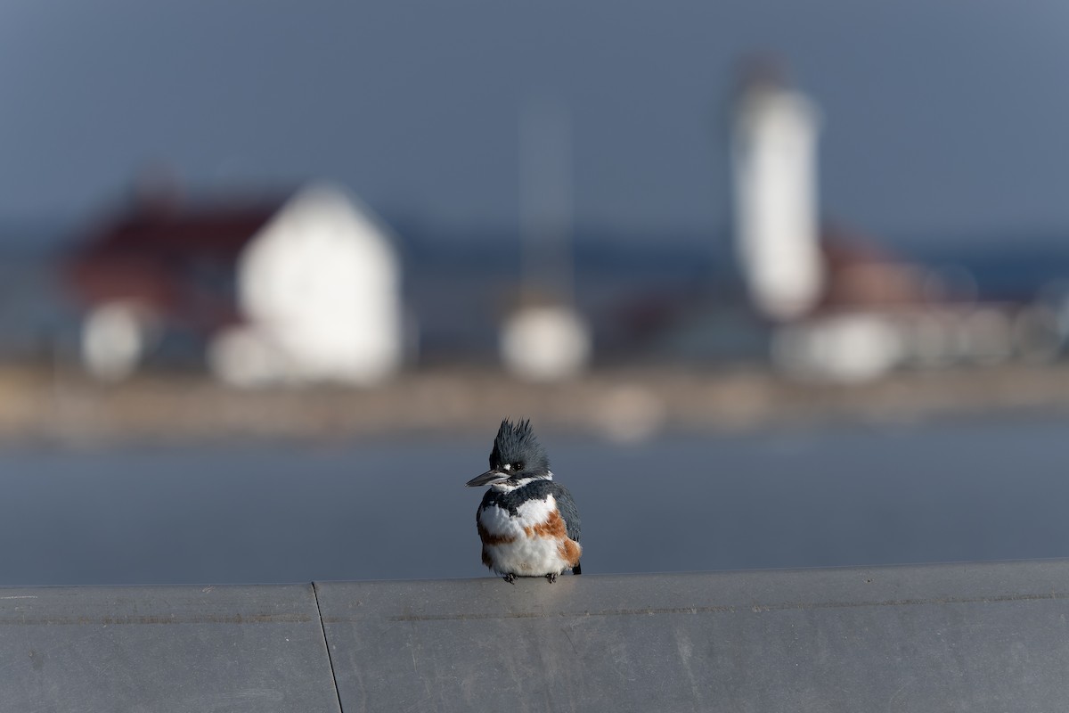 Belted Kingfisher - ML614550533