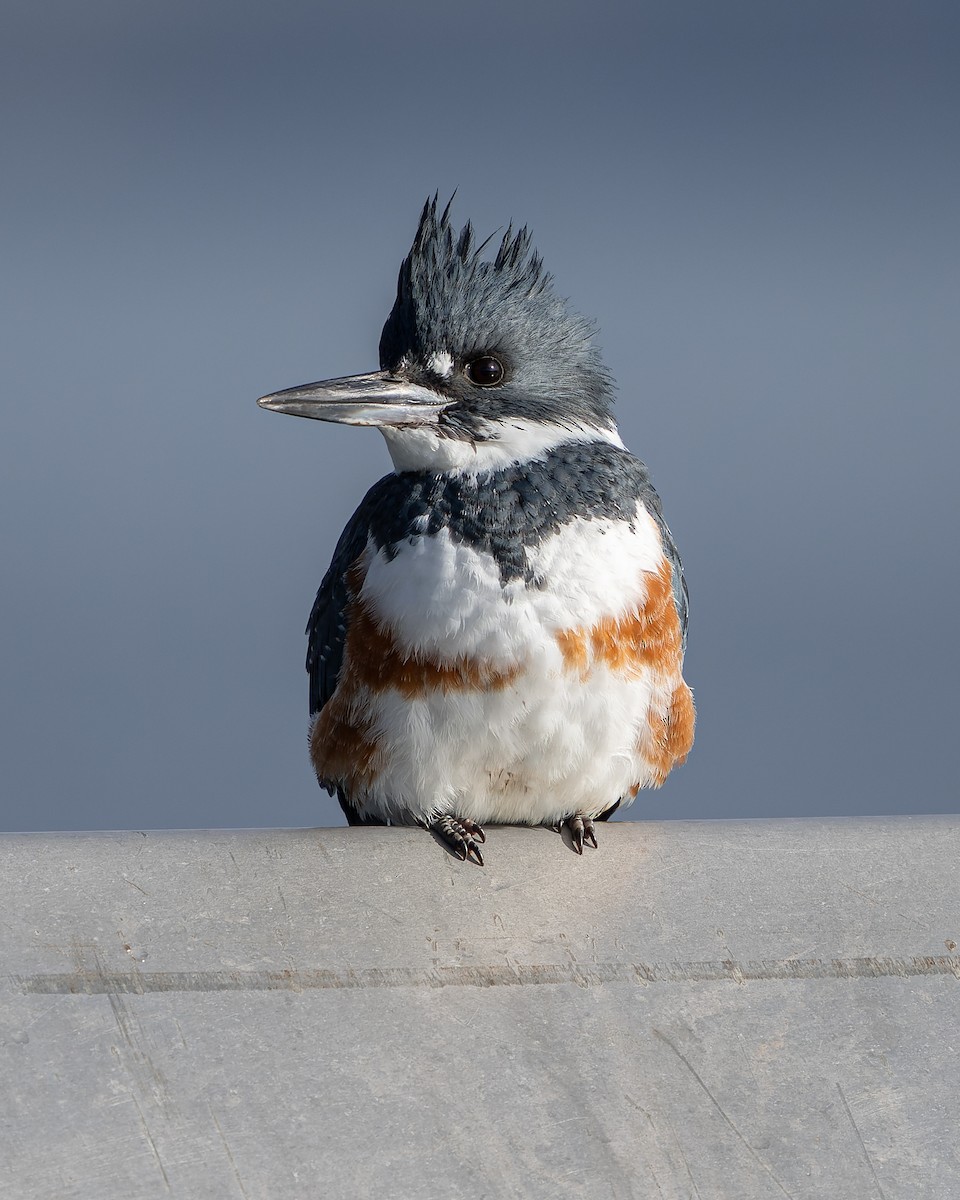 Belted Kingfisher - ML614550534