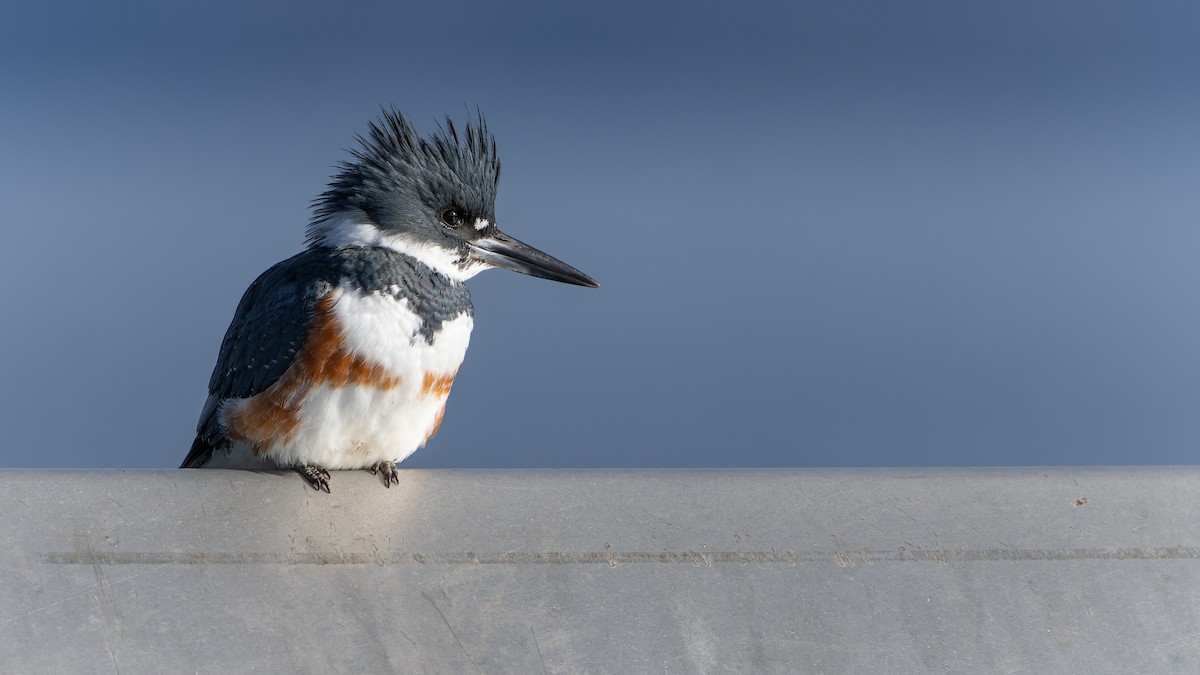 Belted Kingfisher - ML614550535