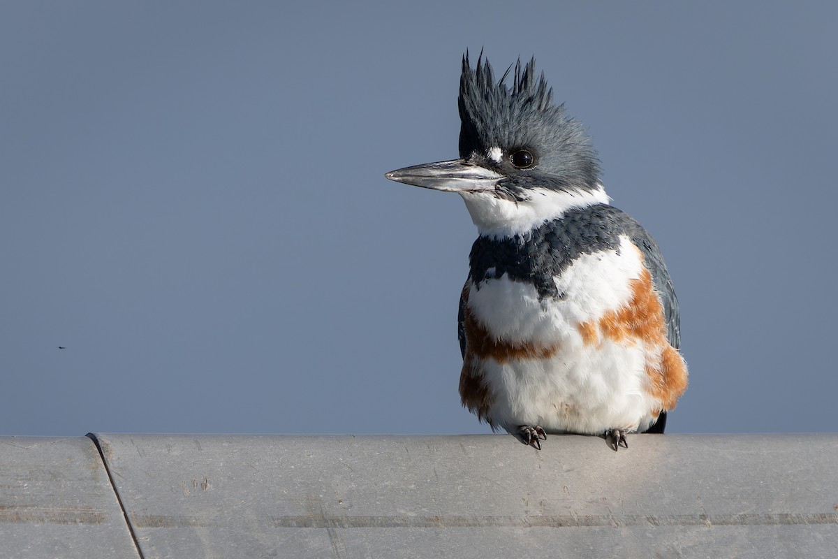 Belted Kingfisher - Ali Kasperzak