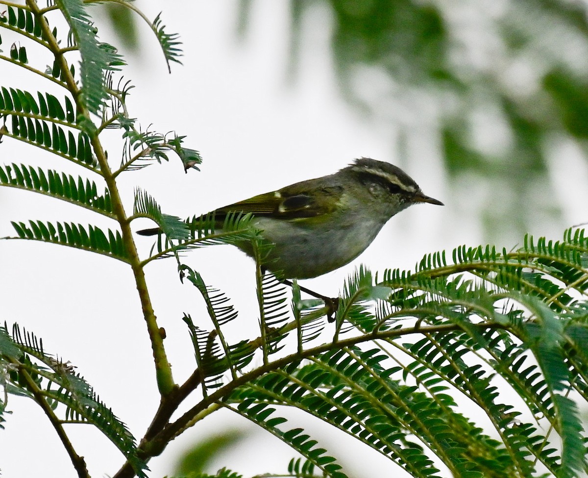 Hume's Warbler - ML614550538