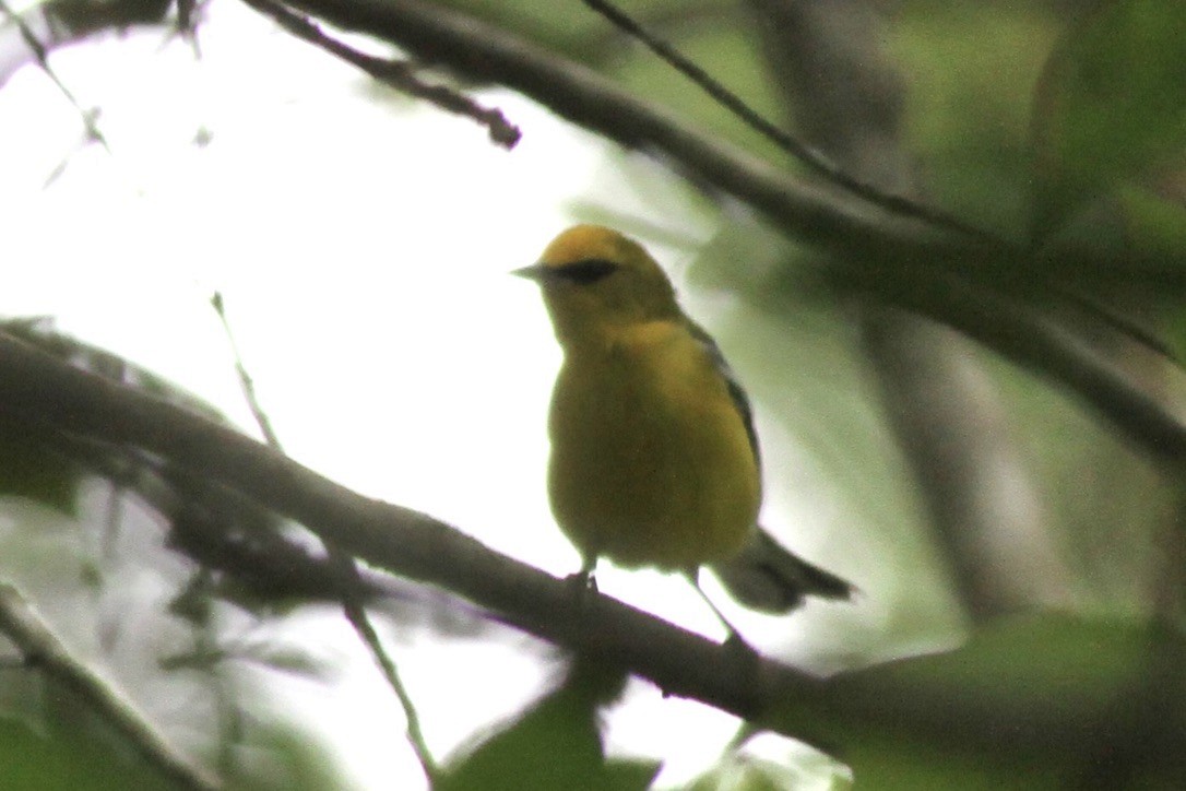 Blue-winged Warbler - Dan Maxwell