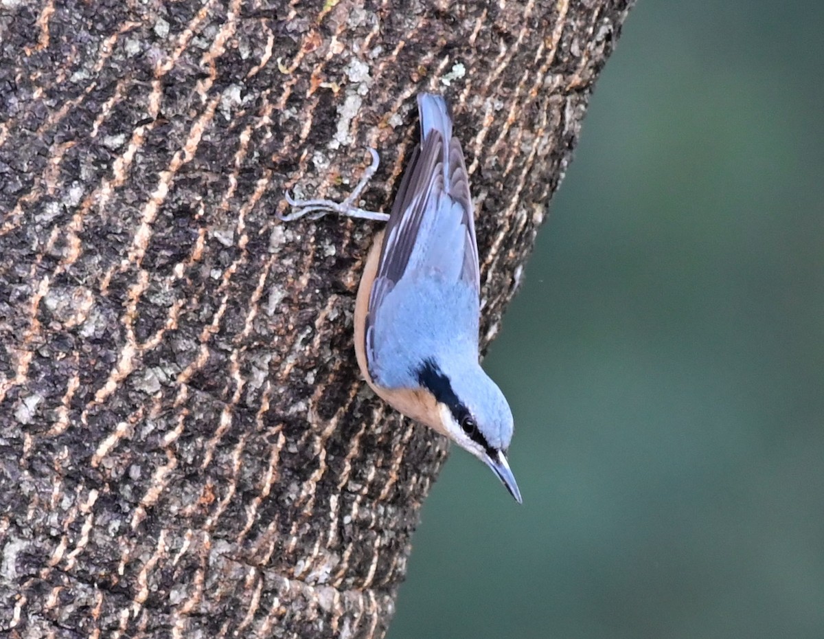 Chestnut-bellied Nuthatch - ML614550556