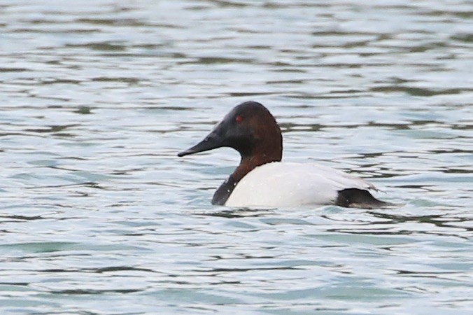 Canvasback - ML614550566