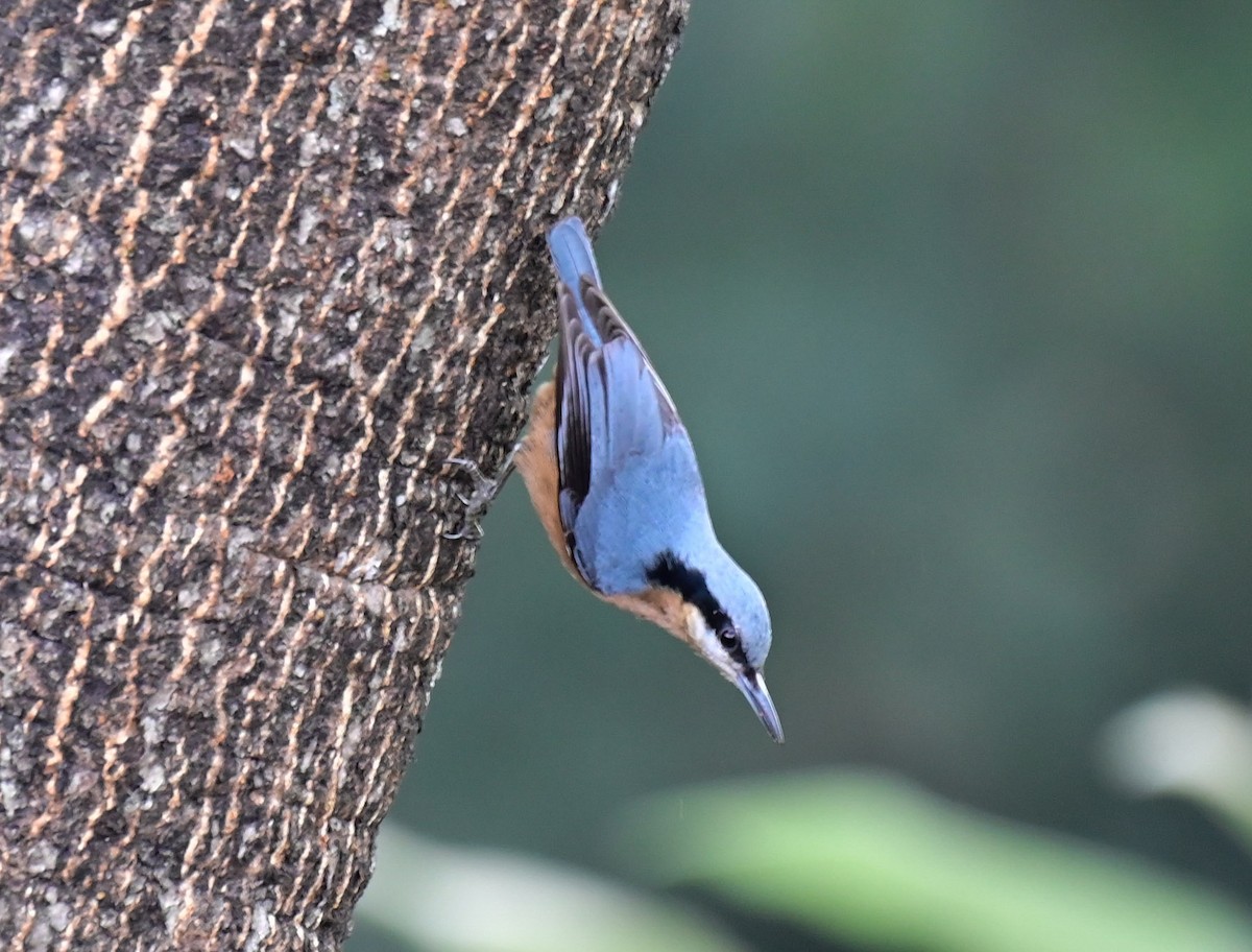 Chestnut-bellied Nuthatch - ML614550567