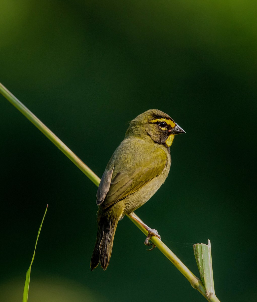 Yellow-faced Grassquit - Maye Guifarro