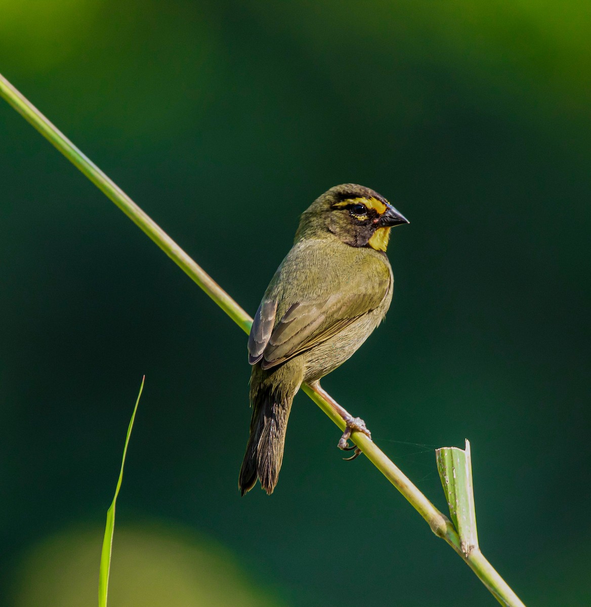 Yellow-faced Grassquit - Maye Guifarro